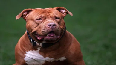 Sahipsiz köpek saldırısında emsal karar