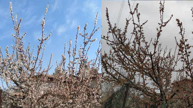 Sistem Konya'daki kayısıları vurdu. Ağaçlar bir günde karardı