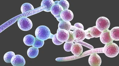 Kadınların gizli ve korkulu rüyası. Candida mantarı nedir? Nasıl kurtulunur?