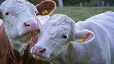 Kırmızı et fiyatlarını düşürecek yeni sığır türü geliyor! Yılda 20 kez yavru veriyor