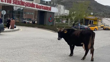 Yolunu kaybeden inek hastane önünü mesken tuttu