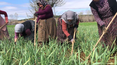 Konya tarımsal üretimde Türkiye'yi birinci lige taşıdı