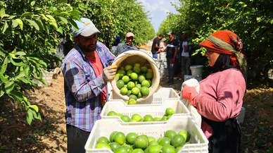 Limonda stokçuların oyunu deşifre oldu: Depolar limonla dolu
