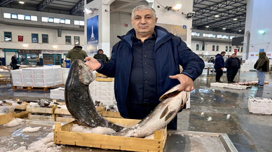 Av yasağı  öncesi denizlerde balık bereketi