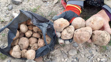 Konya’nın dağları ve ovaları bu mantarlarla dolu. Fiyatı altın ile yarışıyor