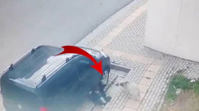 Yine sahipsiz köpek dehşeti! 10 yaşındaki çocuğa saldırdılar