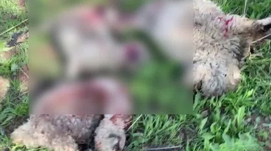 Kurtlar sürüye saldırdı: 10 küçükbaş telef oldu, 30'u ise yaralandı