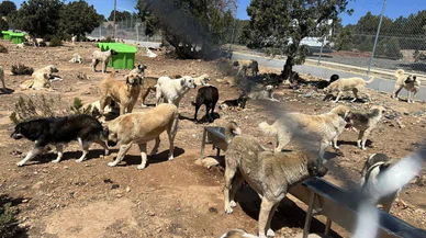 Konya'da başıboş köpeklere dev bahçe yapıldı. Yüzlerce hayvan var