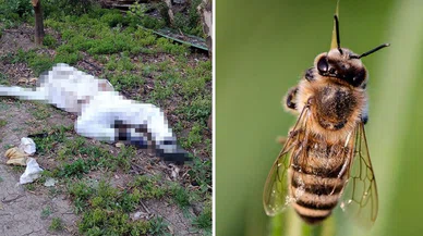 Katili, beslediği, balını aldığı arısı çıktı