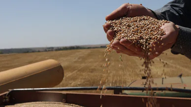 Hububat alım fiyatları üreticiyi memnun etmedi. Fiyatlar revize edilmeli
