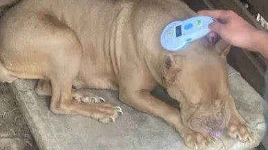 Pitbull sahiplerine 304 bin lira ceza kesildi