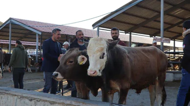 Kurban hisse bedelleri açıklandı! İşte 2025 yılı tarifesi