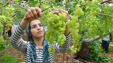 hasadını kadınlar yapıyor kilosu 250 lira