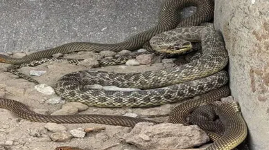 Kazı yapan kepçe operatörü gördüğü manzara karşısında ne yapacağını şaşırdı