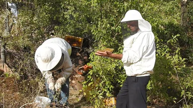 Dünyanın en tatlı işini yapıyorlar; onlar bal avcısı: Kilosunu 3 bin liraya satıyorlar