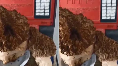 Görenler gözlerine inanamadı! Devasa büyüklükte kuzu göbeği mantaru buldu