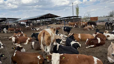 Konya'da kurbanlık arayanlara yeni adres. Şaban Dur fiyatları açıkladı
