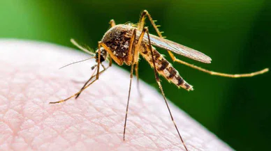 Havalar ısındı sinekler uyanıyor! Bu 5 doğal  yolla sineklerden kurtulun!