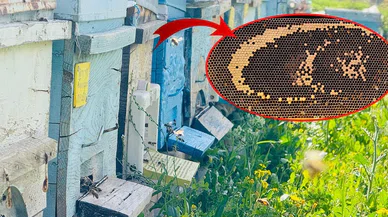 Bal arıları yaptıklarıyla herkesi şaşırttı