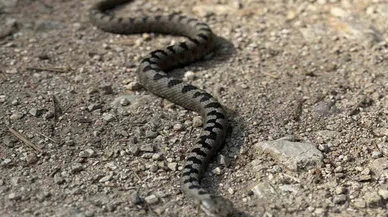 Konya'nın meşhur parkında zehirli yılan görüldü. Üçgen kafalı paniği