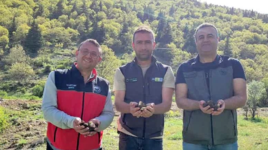 Konya Bozkır'da sahada Kuzu Göbeği