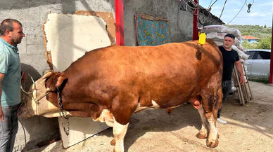 1 ton 200 kiloluk kurbanlık; fiyatı dudak uçuklatıyor