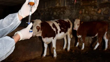 Kurban öncesi korkutan haber! Bölgede hayvan hareketleri durduruldu