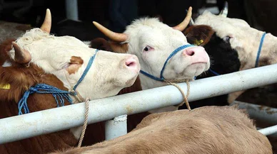 Kurbanlık fiyatı geçen yıla göre yüzde 35 arttı