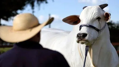 Bu süper zebu sığırı dünyayı ele geçirecek