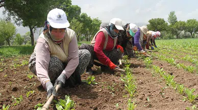 Çiftçilerin beklediği 3 milyar lira destekleme ödemesinin bugün hesaplara yatırılıyor