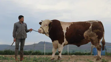 1 ton 250 kilogram; fiyatını kimse tahmin edemiyor