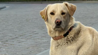 Sevimli köpek az daha banka hırsızlığından yakayı ele verecekti