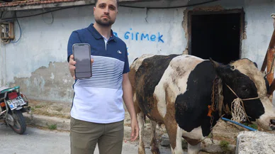 Ucuz tosun hayali pahalıya maloldu; yakayı dolandırıcılara kaptırdı