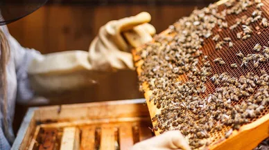 Nedeni ilginç! Arı kovanlarında verim yüzde 50 azaldı