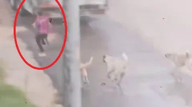 Yine bir sokak köpeği faciasına ramak kaldı