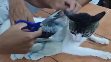 Kedi ve köpekler hastalanınca veterinere gelmeyi nasıl biliyor? Son örnek şaşırttı