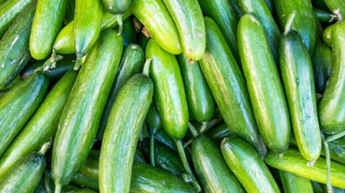 Marketlerde satılan salatalıklarda salmonella tehlikesi! Raflardan toplatılıyor