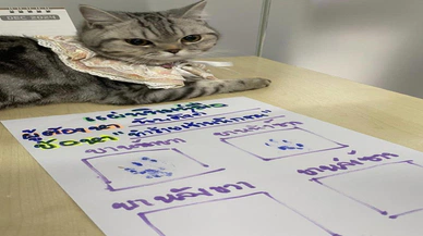 Bir garip kedi vakası: Fotoğrafı çekildi, pati izi alındı