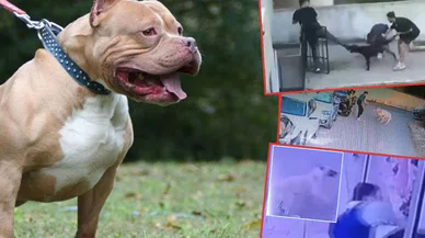 Köpeğini tasmasız gezdiren saldırgana 15 yıl hapis mi geliyor?