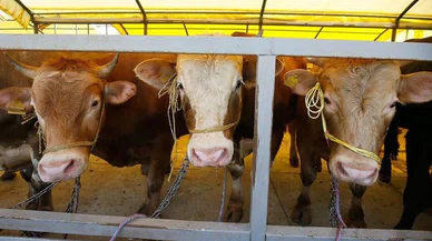 Kurbanlıklar ne kadar? Kurban pazarları hareketlendi