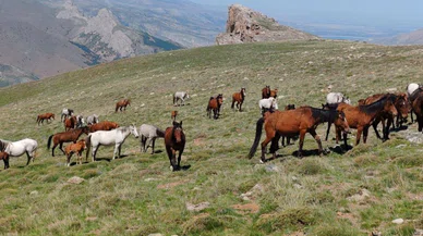 Yüzyıllardır Konya'nın büyük topraklarında koşturuyorlar. Yılkı Atları nefes kesiyor