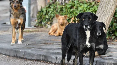 O ilde karantina başladı: Kuduz alarmı verildi