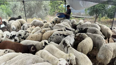 Kurbanlıklarda tuz ve sumak oyunu: Yeni nesil dolandırıcılık duyanları şaşırttı