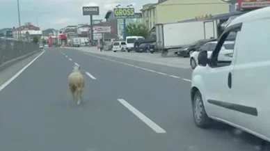 firar eden kurbanlık koyun ortalığı birbirine kattı