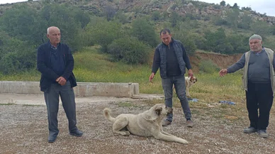 Başıboş sokak köpekleri buzağıyı parçaladı! Sahiplerine de saldırdılar
