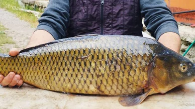 Tarlada yakaladı, gören gözlerine inanamadı! Tam 7 kilo