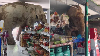 Züccaciye dükkanına giren fil deyimi gerçekleşti
