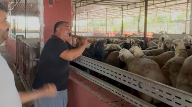 Kurbanlıklara konser: Davullu zurnalı şarkı söylediler