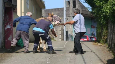 O şehirde kaçak kurbanlık alarmı veridi, herkes seferber oldu