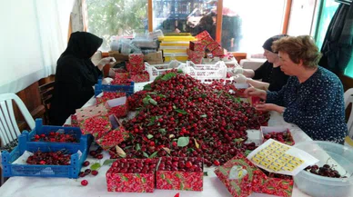 Bu kirazda hasat zamanı kilosu 700 TL'yi buluyor
